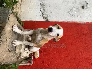6-12 months Male Mixed Breed Jack Russell Terrier