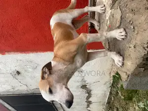 6-12 months Male Mixed Breed Jack Russell Terrier