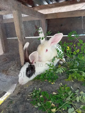 Breeding Quality Rabbit for Meat and Breeding Purpose