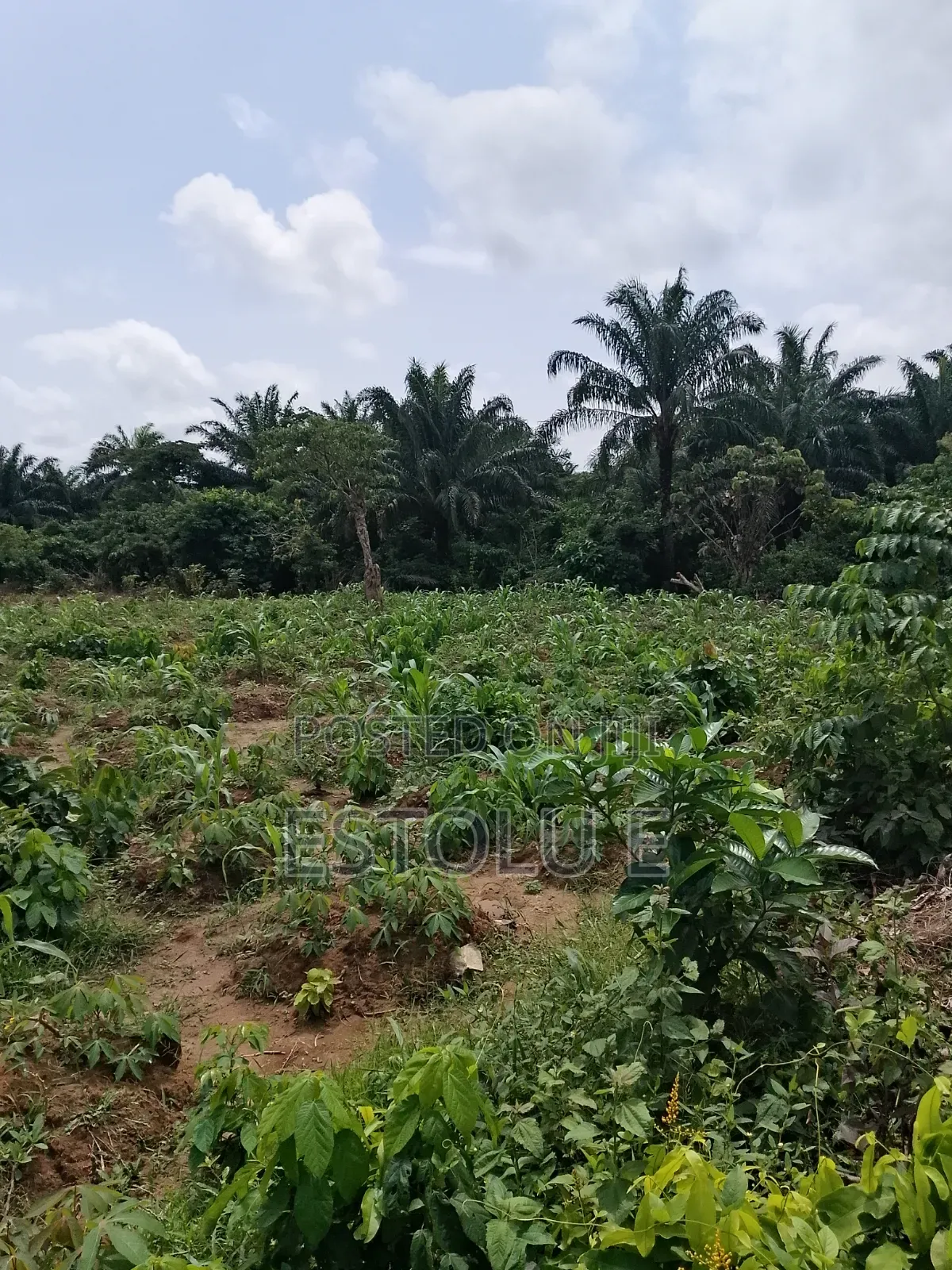 International Breweries Plot of Land
