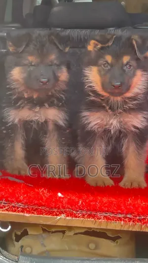 1-3 months Female Purebred German Shepherd