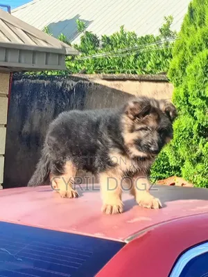 1-3 months Female Purebred German Shepherd