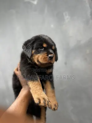 1-3 months Male Purebred Rottweiler