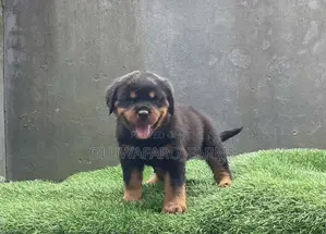 1-3 months Male Purebred Rottweiler