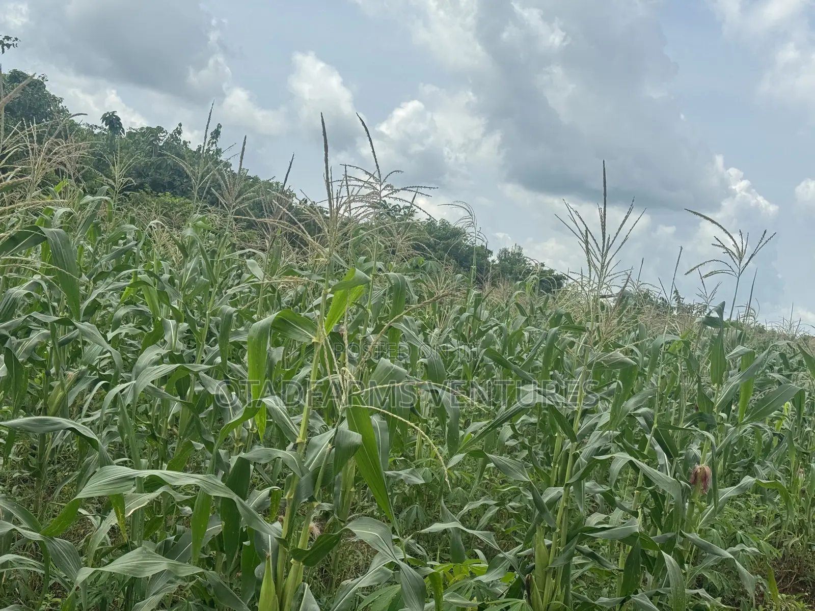 Fresh Corn