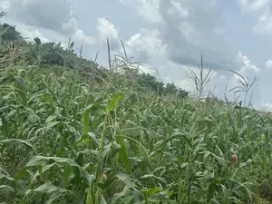 Fresh Corn