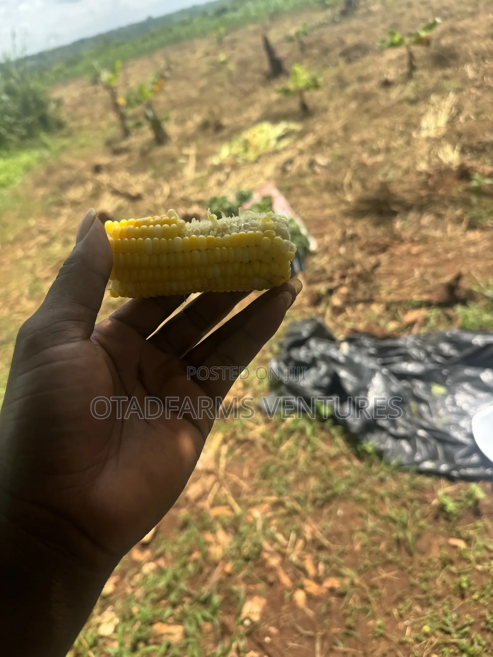 Fresh Corn