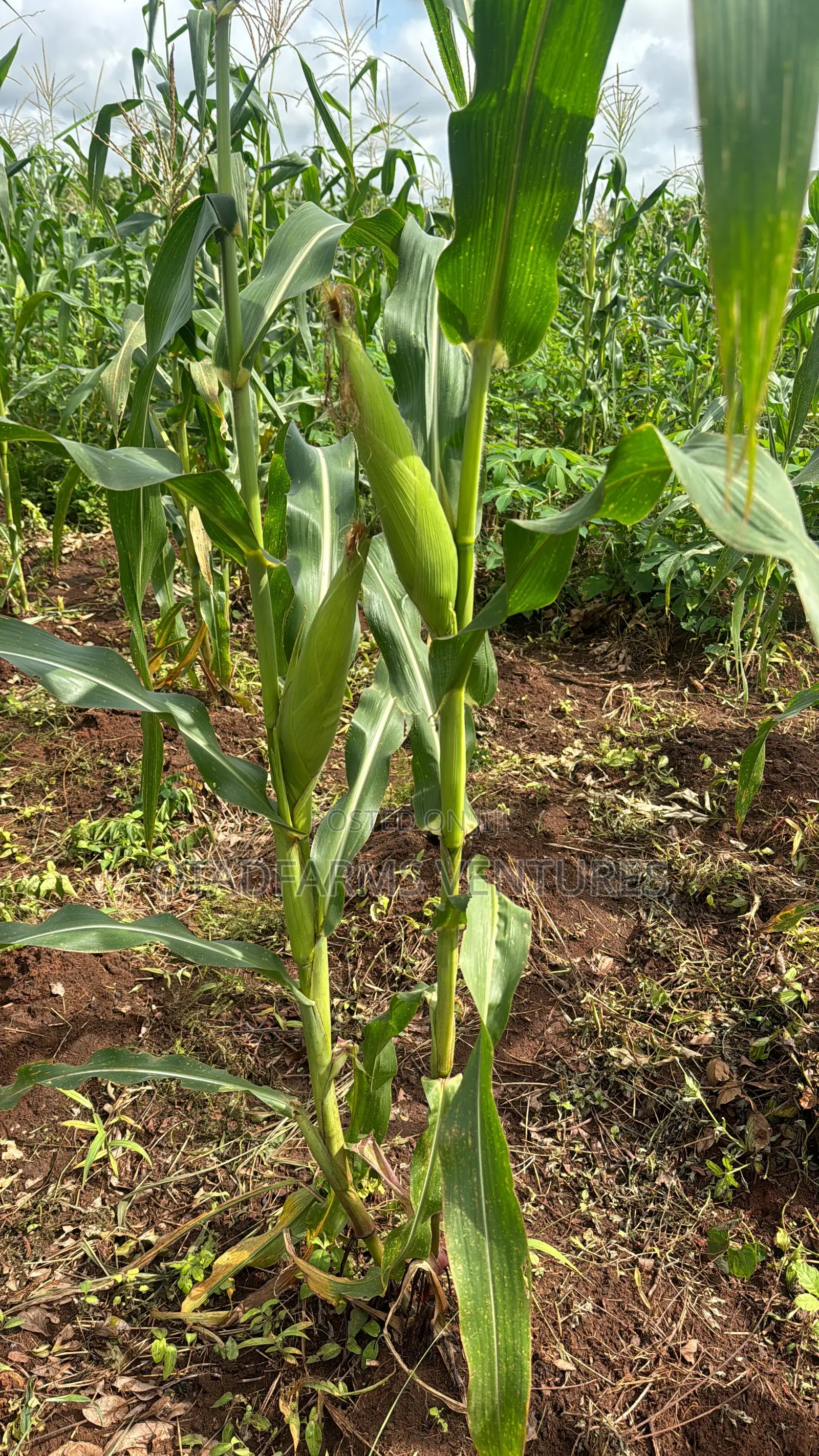 Fresh Corn