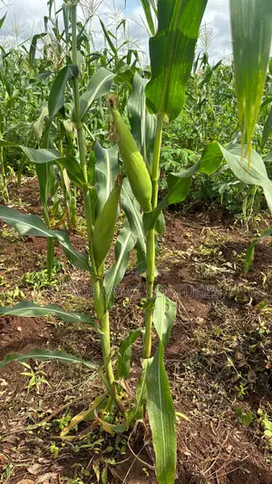 Fresh Corn