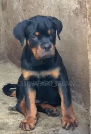 3-6 months Male Purebred Rottweiler
