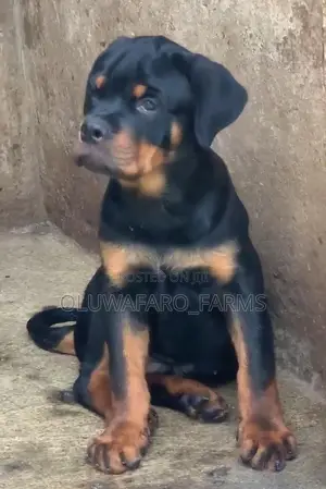 3-6 months Male Purebred Rottweiler