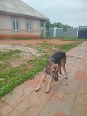 6-12 months Female Purebred German Shepherd