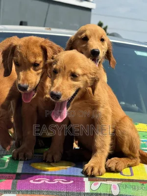 3-6 months Female Purebred Golden Retriever