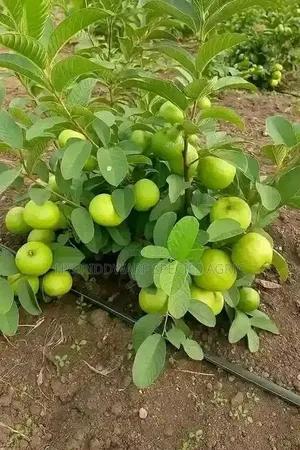 Agree Guava Plant Tree