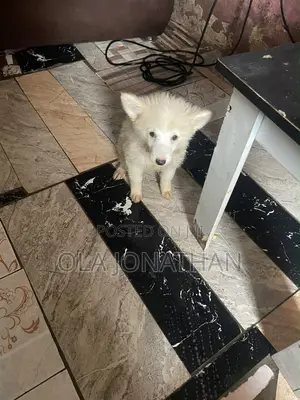 1-3 months Female Purebred American Eskimo