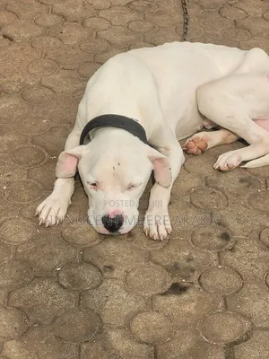 1+ year Male Purebred American Pit Bull Terrier