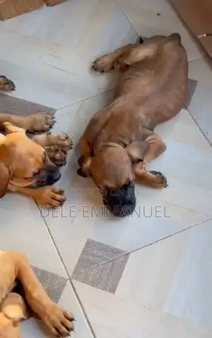 1-3 months Female Purebred Boerboel