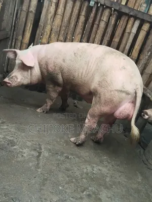 Pigs for Sale