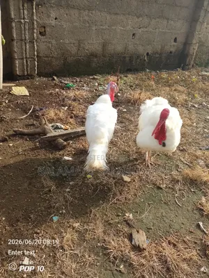 Salkam Agro