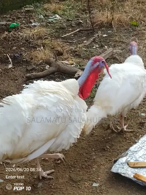 Salkam Agro