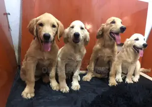 3-6 months Female Purebred Golden Retriever