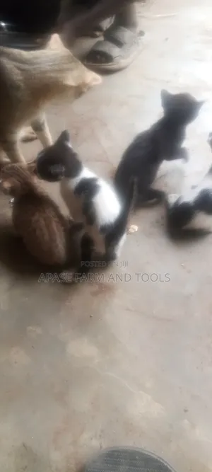 1-3 months Female Mixed Breed Cat
