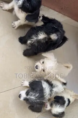 1-3 months Female Purebred Lhasa Apso