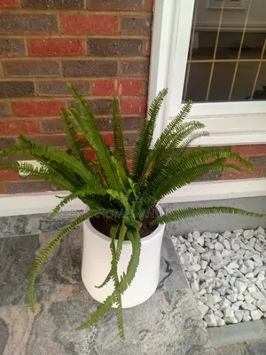 Pot and Plants