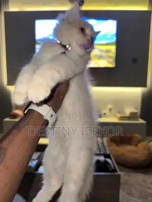 1-3 months Male Purebred Persian