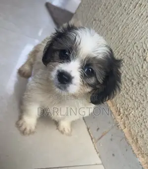 1-3 months Female Purebred Lhasa Apso