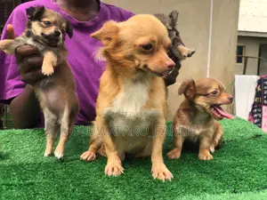 1-3 months Female Purebred Chihuahua
