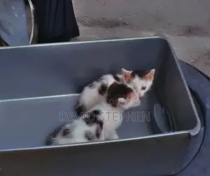 1-3 months Female Mixed Breed Japanese Bobtail