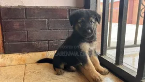 1-3 months Female Purebred German Shepherd