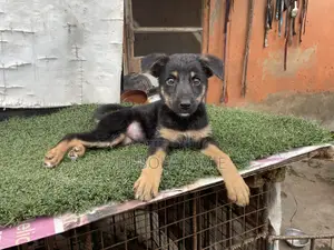 1-3 months Female Purebred German Shepherd
