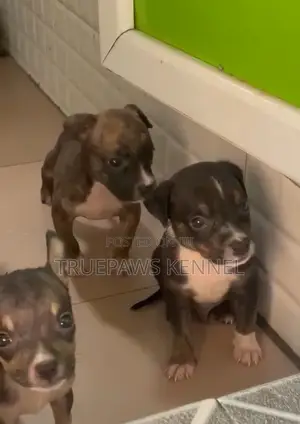 1-3 months Female Purebred American Pit Bull Terrier