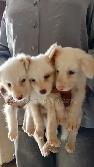 1-3 months Female Mixed Breed American Eskimo