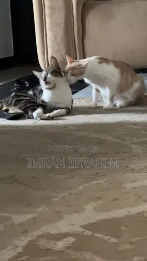 1+ year Male Mixed Breed American Shorthair