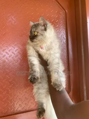 6-12 months Male Purebred Persian