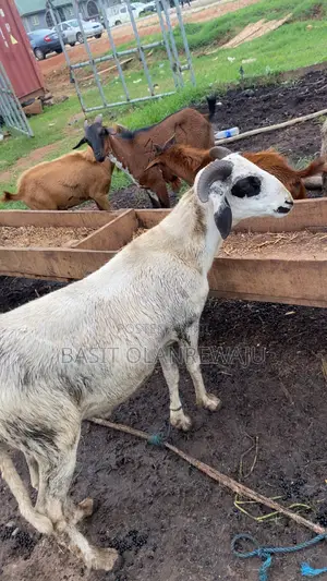 Healthy Ram Available
