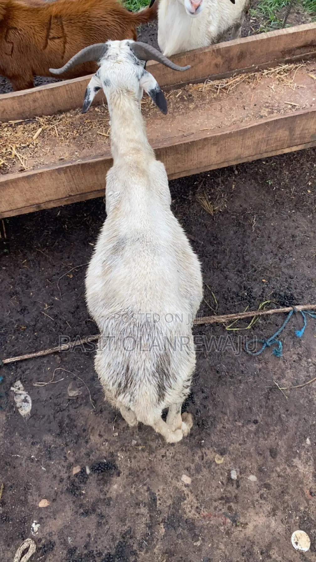 Healthy Ram Available