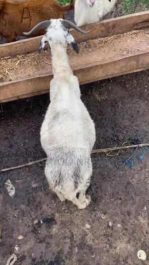 Healthy Ram Available