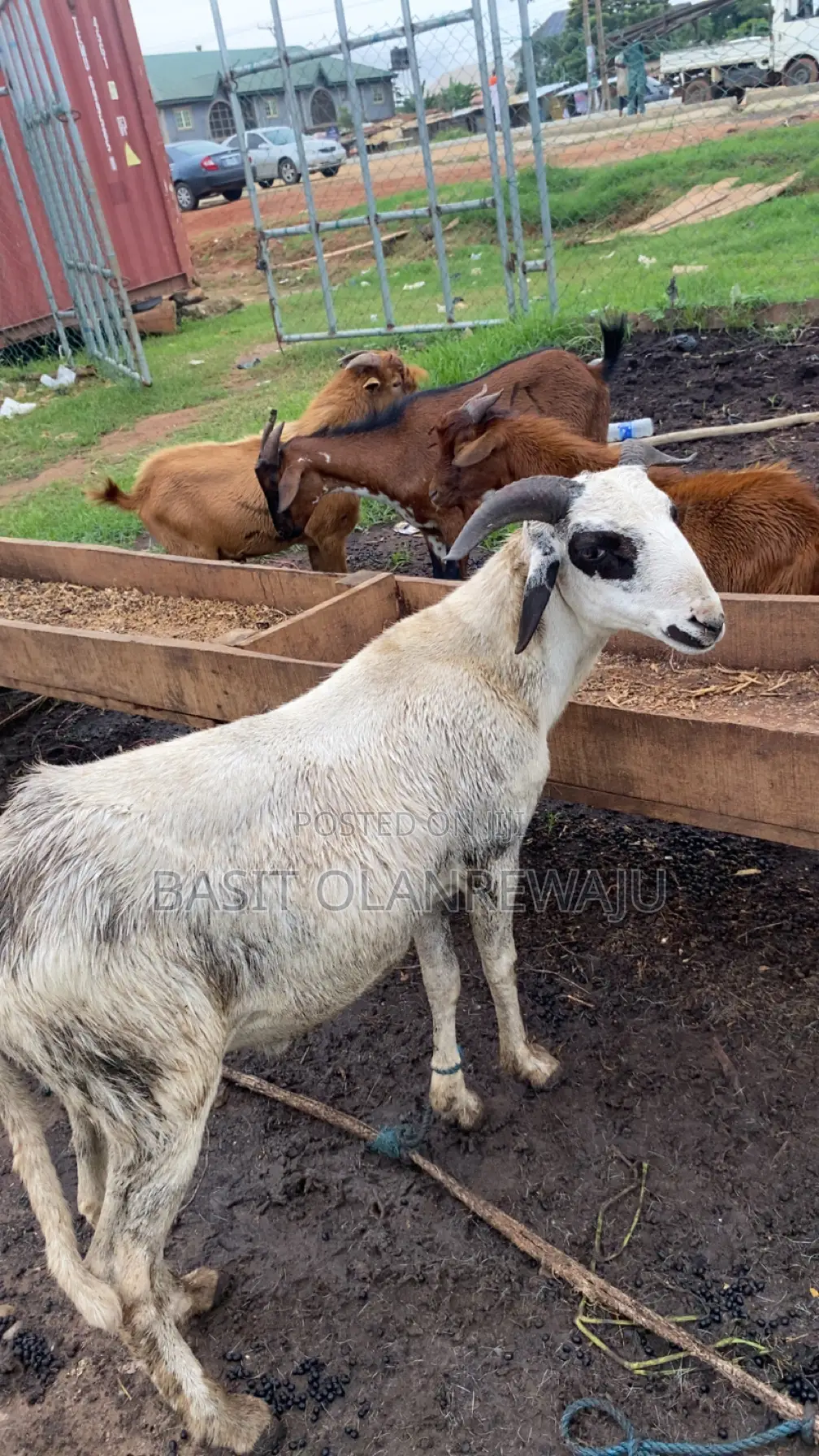 Healthy Ram Available