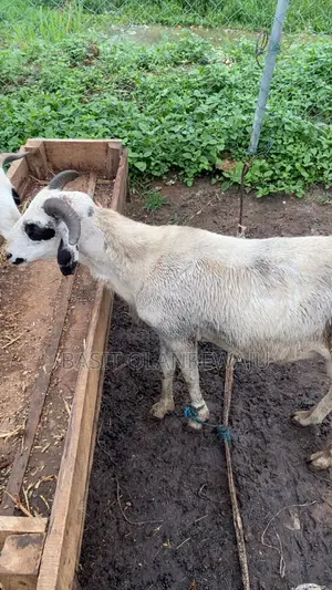 Healthy Ram Available