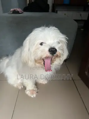 1+ year Male Purebred Lhasa Apso