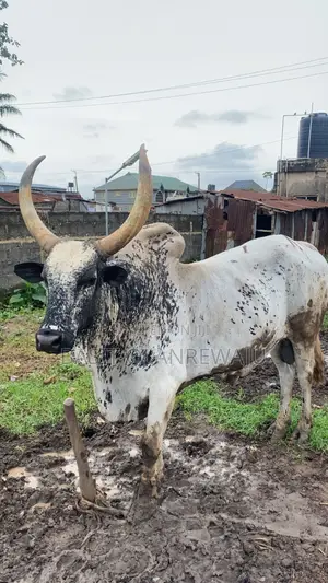 Healthy Cow Available