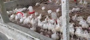 Broiler Chicken for Sale