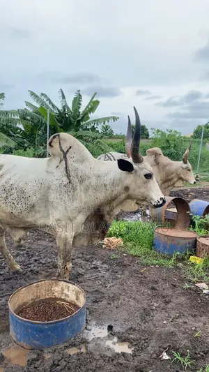 Healthy Cow Available