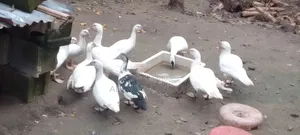Healthy Ducks for Sale