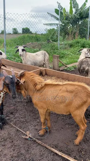 Healthy Goat Available