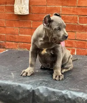1-3 months Female Purebred Cane Corso